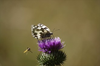 Marbled white (Melanargia galathea), July, Saxony-Anhalt, Germany, Europe