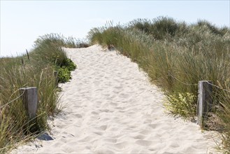 Path to the beach, reed grass, sand, circular hiking trail, nature reserve, Darßer Ort, Born a.