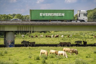 Container lorry on the A40 motorway, bridge over the Ruhr and Styrumer Ruhrauen, herd of cattle,