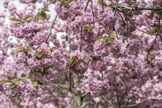 Japanese flowering cherry (Prunus serrulata Kanzan), Emsland, Lower Saxony, Germany, Europe