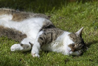 Snoozing and contented domestic cat (Felis catus), Blaustein, Baden-Württemberg, Germany, Europe