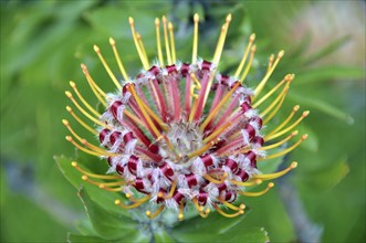 Gardener's tea, Leucospermum, South Africa, Africa