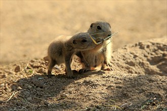 Black-tailed prairie dog (Cynomys ludovicianus), two young animals eating, siblings, North America