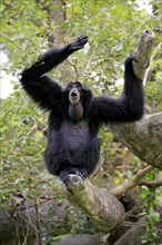 Siamang (Symphalangus syndactylus), adult calling, Southeast Asia