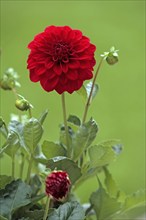 Dahlia, flower, blooming, Ellerstadt, Germany, Europe