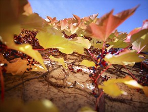 Wild Vine (Parthenocissus quinquefolia) on a house wall, autumn atmosphere, Munich, Bavaria,