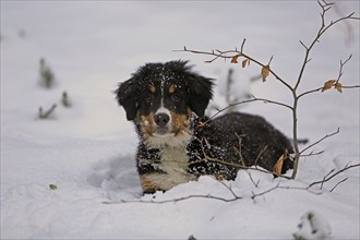 Bernese cattle dog, Dürrbächler, snow