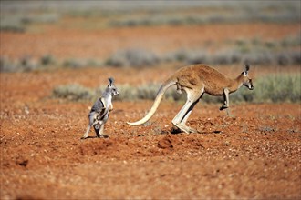 Red kangaroo (Macropus rufus), female jumping with young, Sturt National Park, New South Wales,