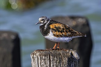 Ruddy turnstone (Arenaria interpres), adult in breeding plumage resting on wooden breakwater used