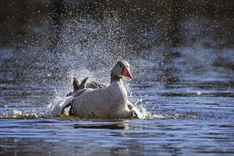 Greylag goose, graylag goose (Anser anser) bathing by splashing water in lake in spring