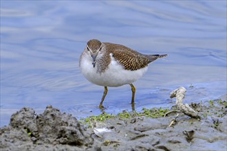 Common sandpiper (Actitis hypoleucos, Tringa hypoleucos) foraging for invertebrates in mud along