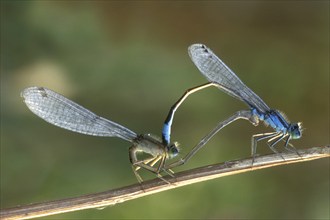 Blue-tailed damselflies (Ischnura elegans) in mating wheel position on stem