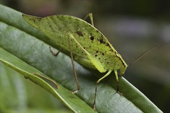 Leaf-mimic katydid (Orophus tesselatus) on leaf, Costa Rica, Central America