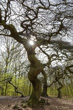 Cripple dwarf beech, deformed tree at Witches' Forest, Semper Forest Park near Lietzow on the