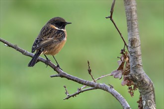 European stonechat (Saxicola rubicola) male perched in tree