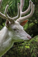 Leucistic red deer (Cervus elaphus) stag, white morph at forest edge with antlers covered in velvet