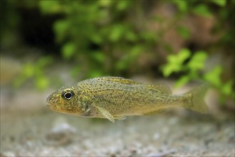 Eurasian ruffe, pope (Gymnocephalus cernua), freshwater fish swimming underwater, native to