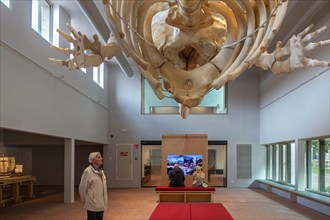 Skeleton of sperm whale Valentijn, Valentine in the NAVIGO Visserijmuseum, fishery museum at