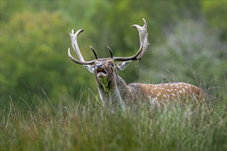 Territorial European fallow deer (Dama dama) buck, male with big antlers bellowing at lek at forest