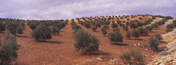 Landscape with Olive Groves in Granada Province, Andalusia, Spain, Southern Europe. Scanned slide,