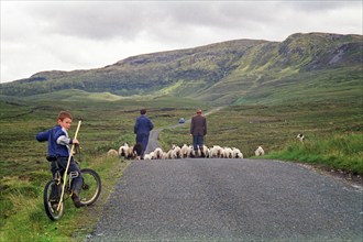 Sheep on the road, farmer, farmer, sons, boy, child, bicycle, dog, County Donegal, Republic of