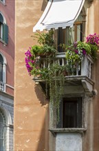 Charming balcony with lush flowers and hanging ivy on an old building, Venice, Italy, Europe