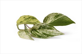 Plant cutting of Epipremnum Aureum Marble Queen houseplant with green leaves with white sprinkles