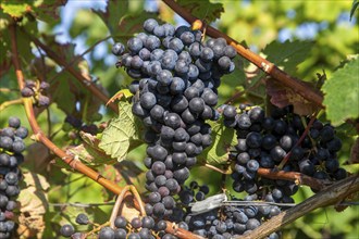 Close-up of blue grapes on vines in the Palatinate