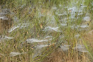 Broom (Genista) with spider webs and morning dew, North Rhine-Westphalia, Germany, Europe