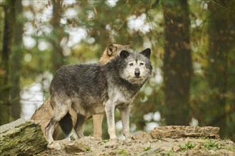 Eastern wolf (Canis lupus lycaon) standing on a little hill, Bavaria, Germany, Europe