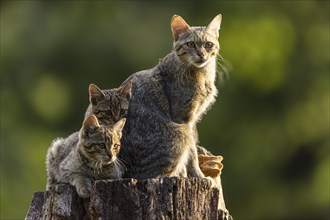 Mother cat and two kittens sitting attentively on a tree stump in the countryside, wildcat (Felis