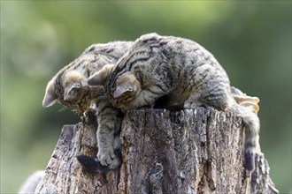 Two kittens examining a tree stump in a green environment, wildcat (Felis silvestris), kitten,