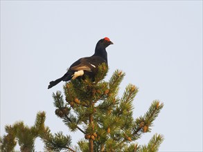 Black Grouse (Lyrurus tetrix), adult male or cock, perched in top of Pine tree (Pinus sylvestris)