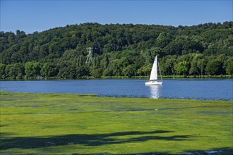 Waterweed, Elodea, an invasive species, green carpet of plants on Lake Baldeney in Essen, the