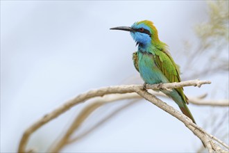 Green bee-eater (Merops orientalis), Mirbat, Salalah, Dhofar, Oman, Asia