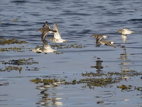 Purple sandpiper (Calidris maritima), and Dunlin (Calidris alpina), flock flying along the Arctic