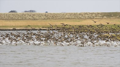 Wigeon (Anas penelope), flock in flight, taking off in panic from lake due to the presence of a