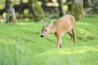 Roe deer (Capreolus capreolus) walking on a meadow next to the forest, Bavaria, Germany, Europe