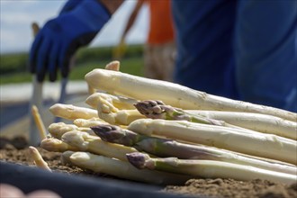 Agriculture asparagus harvest in Mutterstadt, Palatinate