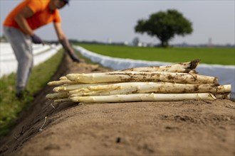 Agriculture asparagus harvest at the Schmitt vegetable farm in Hockenheim, Baden-Württemberg