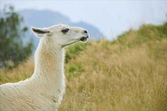 Llama (Lama glama) lying on a meadow in the mountains in tirol, Kitzbühel, Wildpark Aurach,