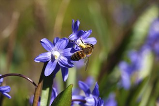 Charming Scilla, Bee, March, Germany, Europe