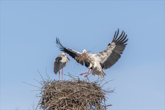 Pair of white stork (ciconia ciconia) building their nest in spring. Bas Rhin, Alsace, France,