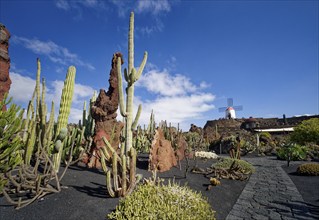 Cactus garden, Jardin de Cactus, designed by the artist César Manrique, behind the restored gofio