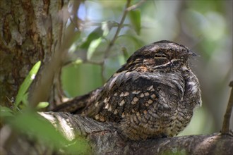 Very rarely seen Little Nightjar (Setopagis parvula), spends the day sleeping in the bushes,