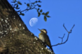 Rising moon with a defocussed green-barred woodpecker (Colaptes melanochloros), Buenos Aires,