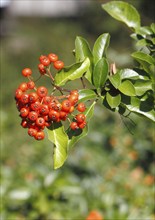 Firethorn (Pyracantha), with berries, North Rhine-Westphalia, Germany, Europe