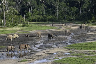 African forest elephants (Loxodonta cyclotis) in the Dzanga Bai forest clearing, Dzanga-Ndoki