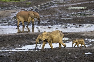 African forest elephants (Loxodonta cyclotis) in the Dzanga Bai forest clearing, Dzanga-Ndoki