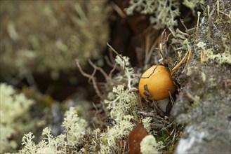 A small mushroom grows between patches, Reindeer lichen (Cladonia rangiferina), Close-up, Nature,